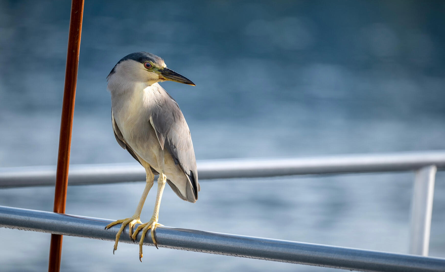 Blue Heron Deep in Thought